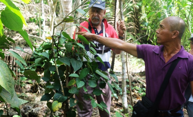 thumbnail of  Why planting trees on farms benefits farmers under a changing climate