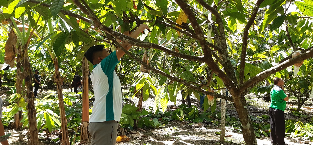 thumbnail of  Better together: institutionalizing a multi-stakeholder partnership for Davao de Oro’s cacao industry