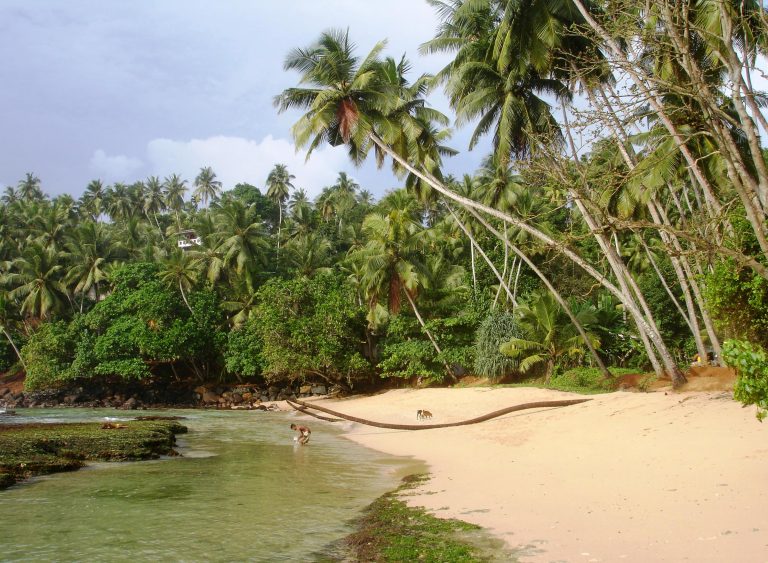 thumbnail of  Where — and why — is agroforestry hiding?