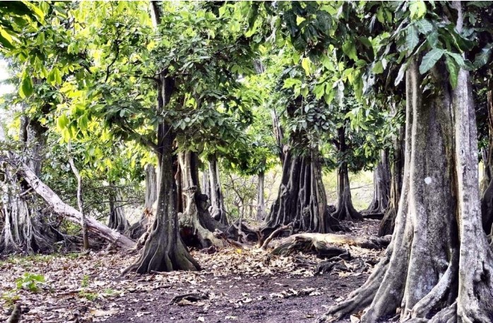 thumbnail of  Reversing tree diversity decline: why we need all the species we’ve got