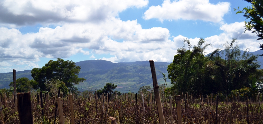 thumbnail of  Preserving Mindanao’s highland paradise through conservation farming