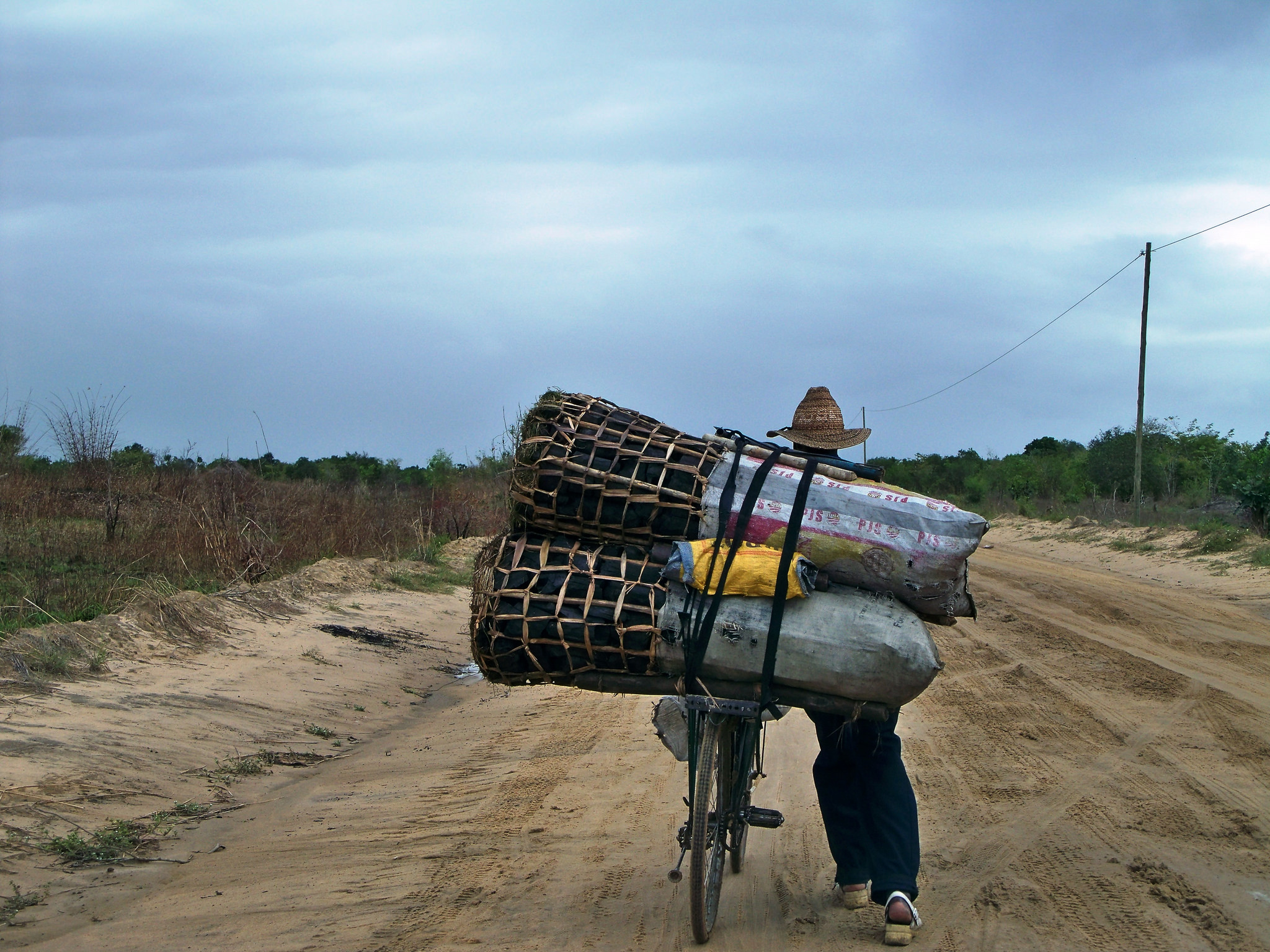 thumbnail of  The burning questions about Africa’s wood fuel