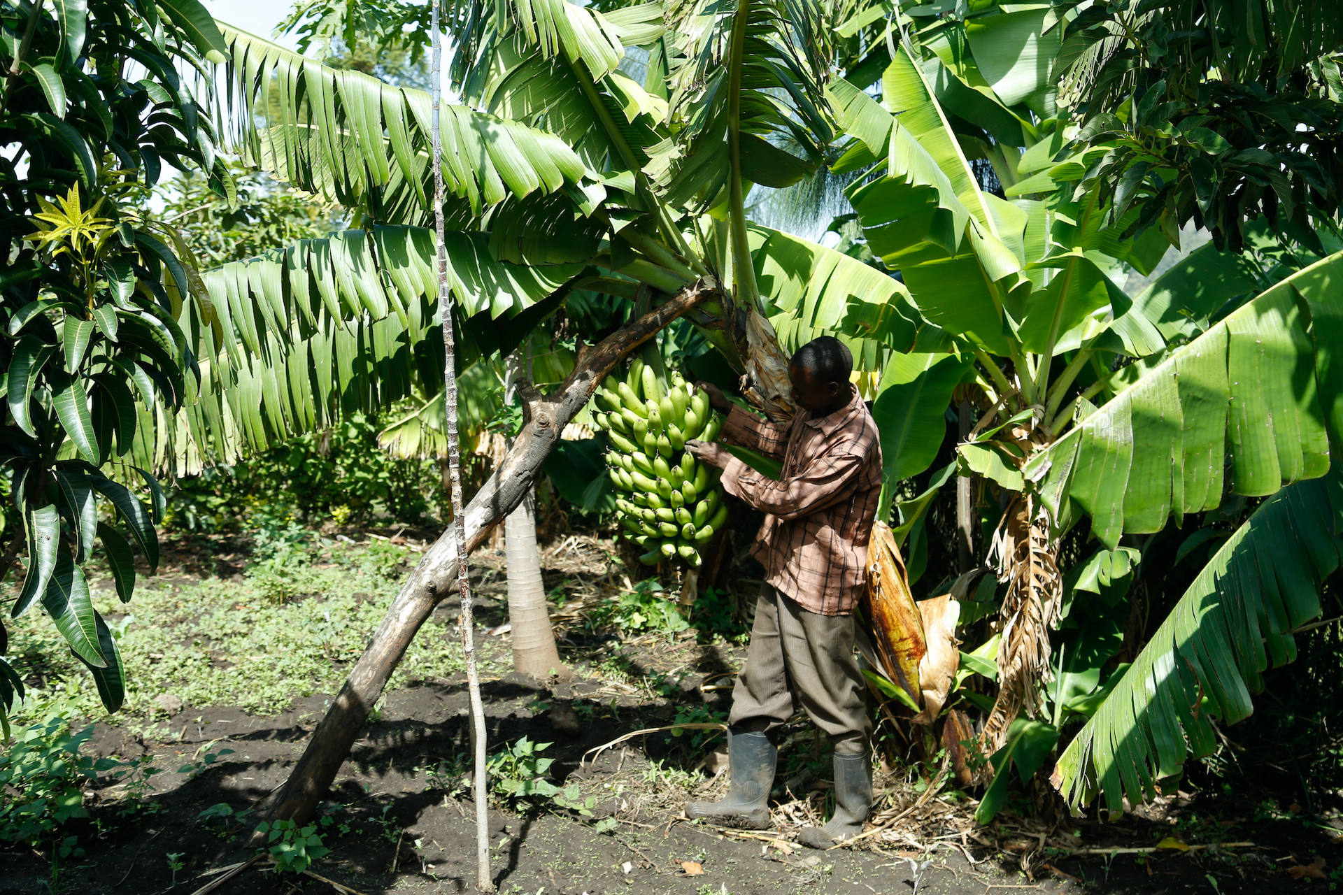 thumbnail of  How young Kenyans feel about farming goes against conventional wisdom