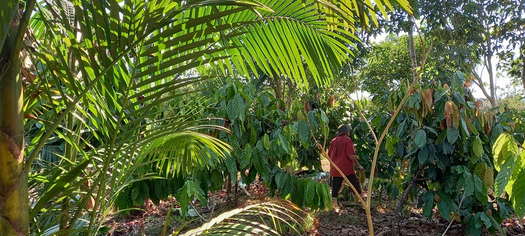 thumbnail of  New initiative aims to boost restoration, agroforestry and carbon sequestration in the Amazon