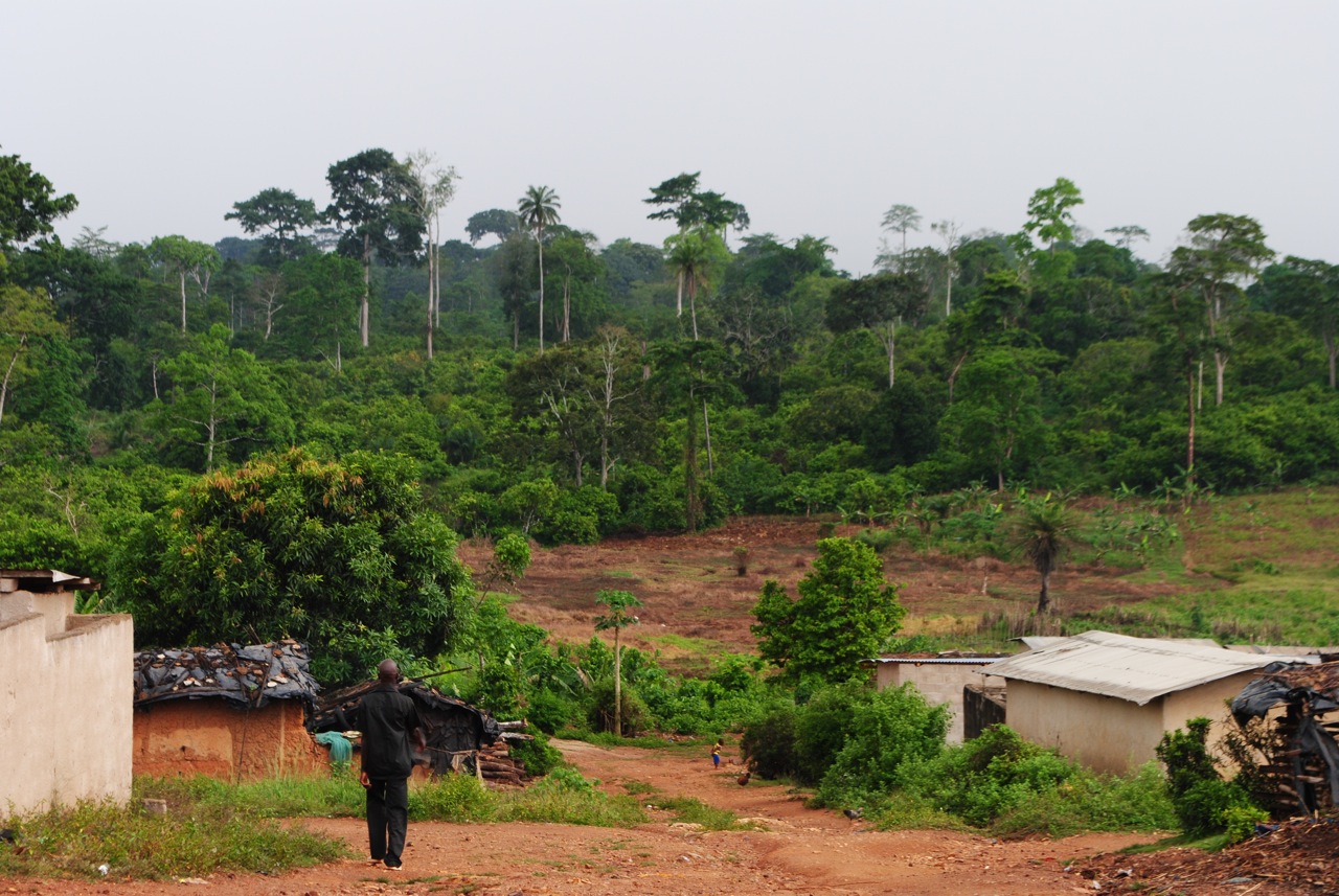 thumbnail of  On the road to deforestation-free cocoa in Cameroon