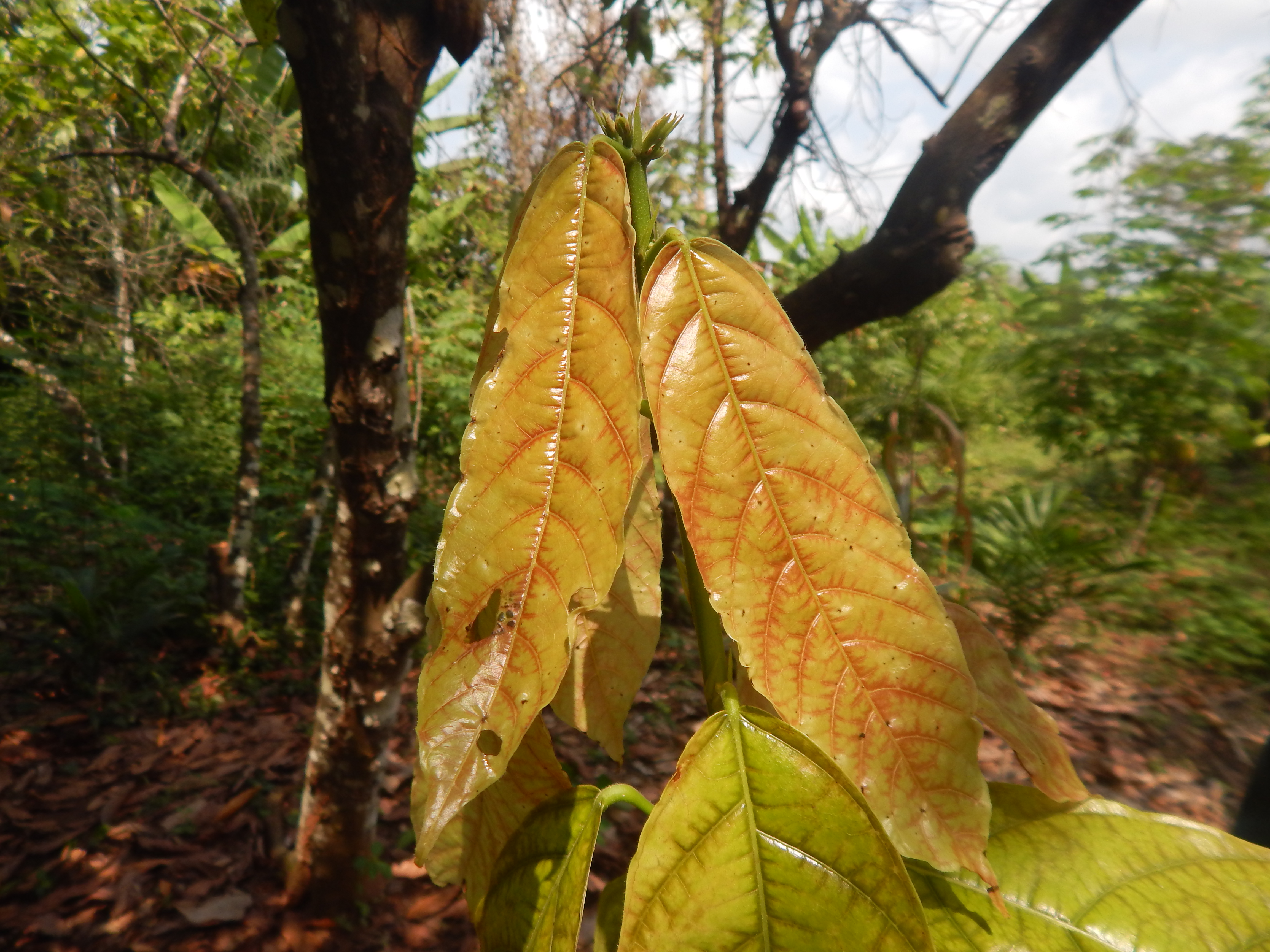 thumbnail of  Combatting COVID-19 and CSSVD: a similar approach?