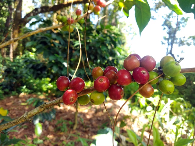 thumbnail of  Scientists call for action to save coffee forests