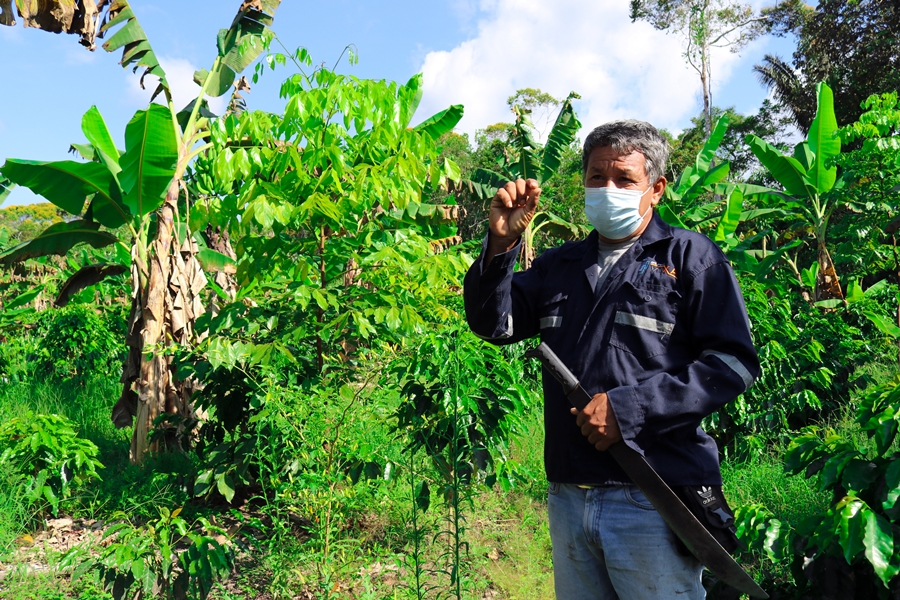 thumbnail of  Tailor-made agroforestry in Peru
