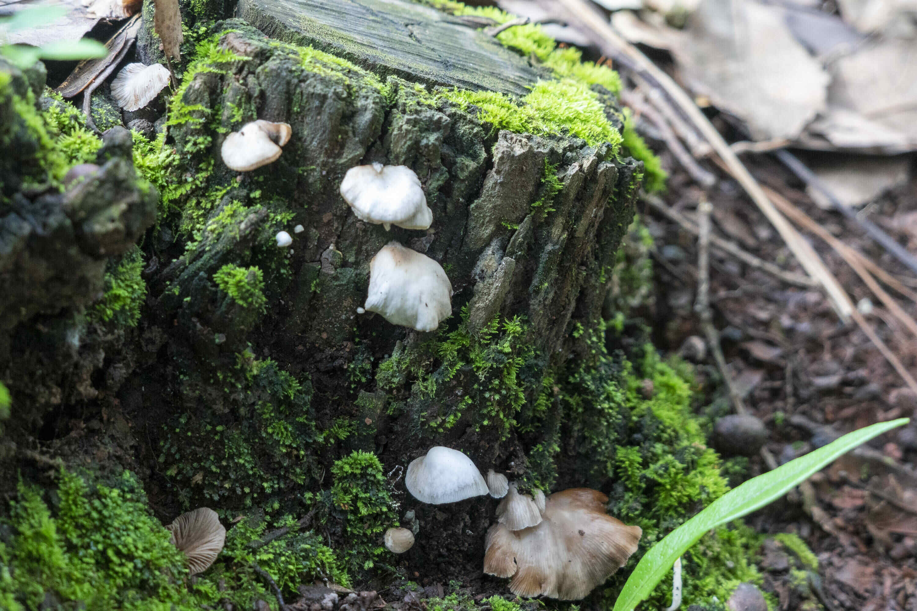 thumbnail of  Fungal activity: what ‘wood’ they do?