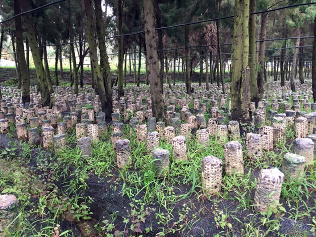 thumbnail of  Forest-fungi agroforestry: a new approach to easing the agricultural transition