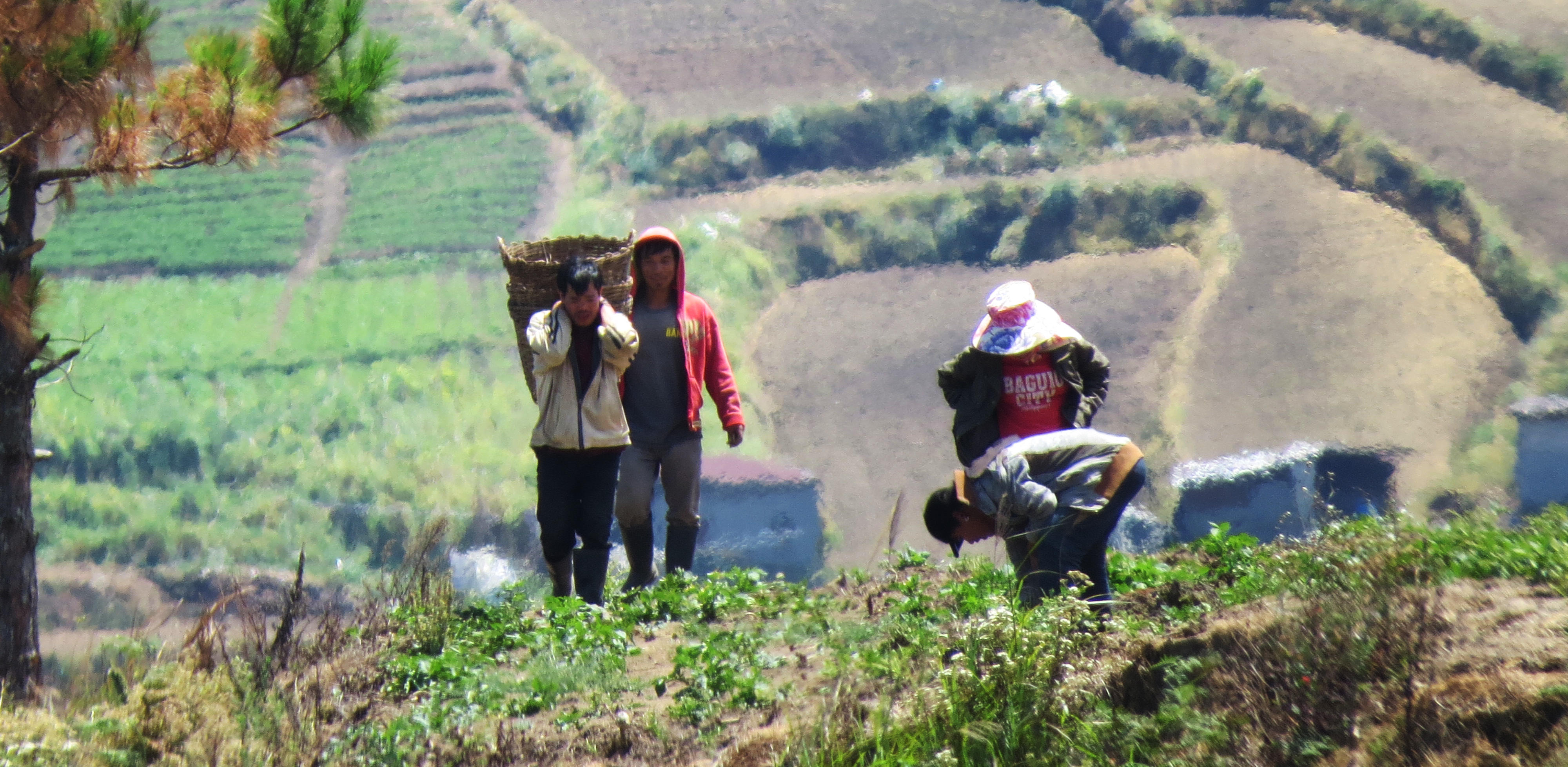 thumbnail of  When pastures are not green in the eyes of the youth
