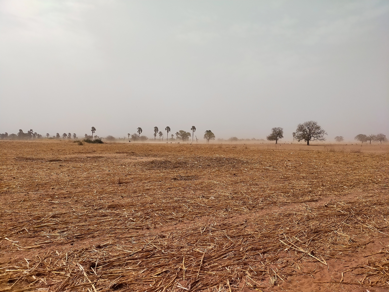 thumbnail of  Developing a climate-resilient economy in The Gambia through ecosystem-based adaptation strategies