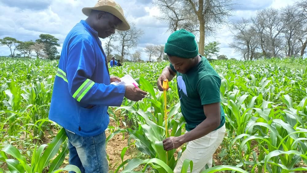 thumbnail of  Agroecological approaches delivering promise to effectively manage fall armyworm