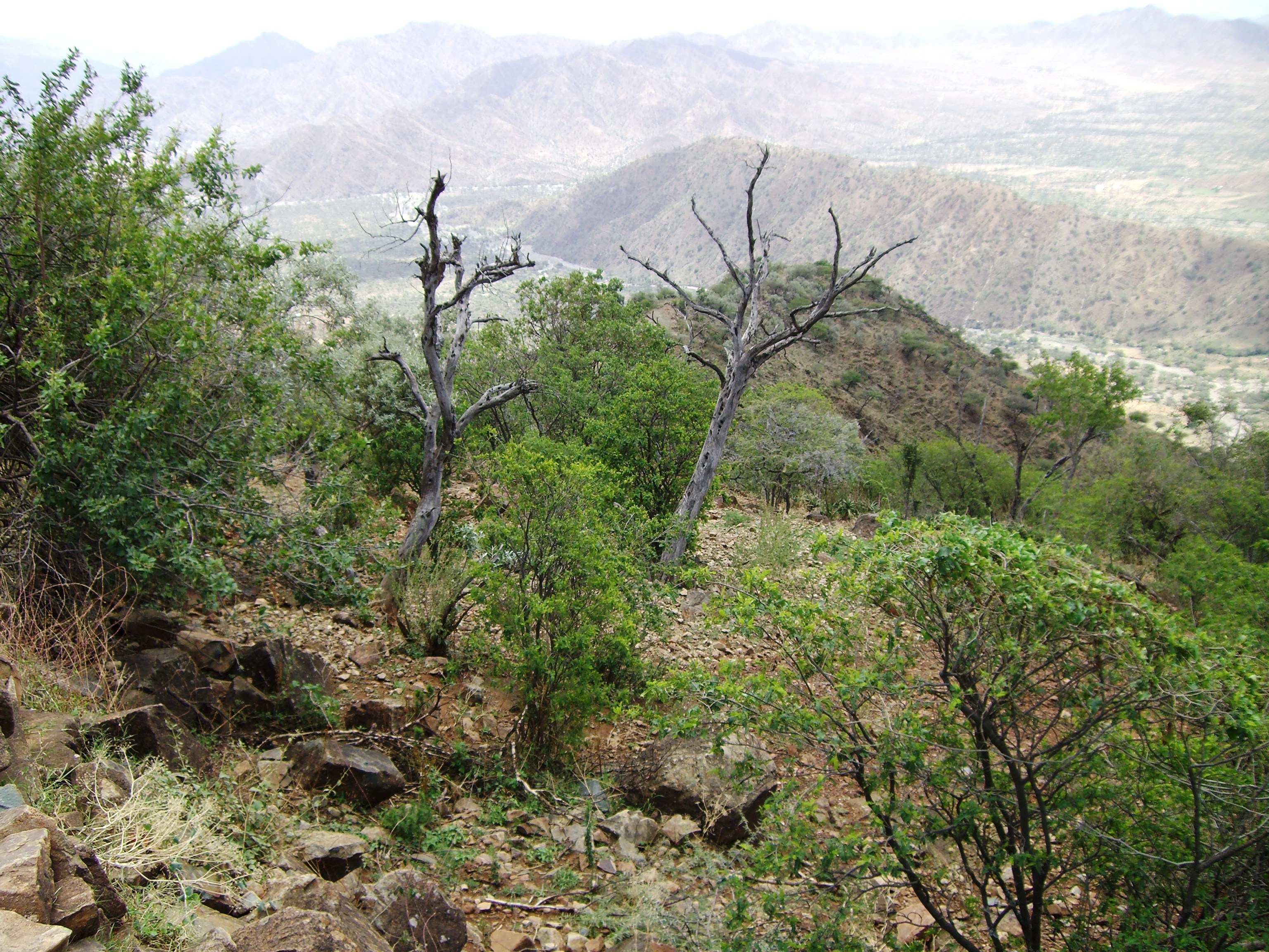 thumbnail of  More abundant tree species unlikely to return after droughts