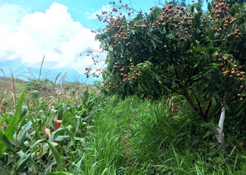 thumbnail of  ASEAN prepares for post-2020 biodiversity framework