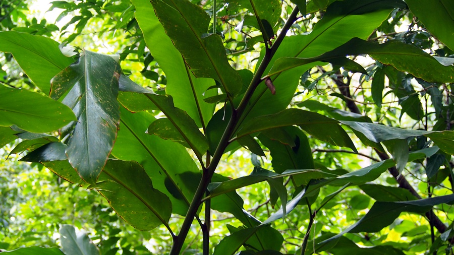 thumbnail of  Mekong Expert Group on Agroforestry: impact on ASEAN