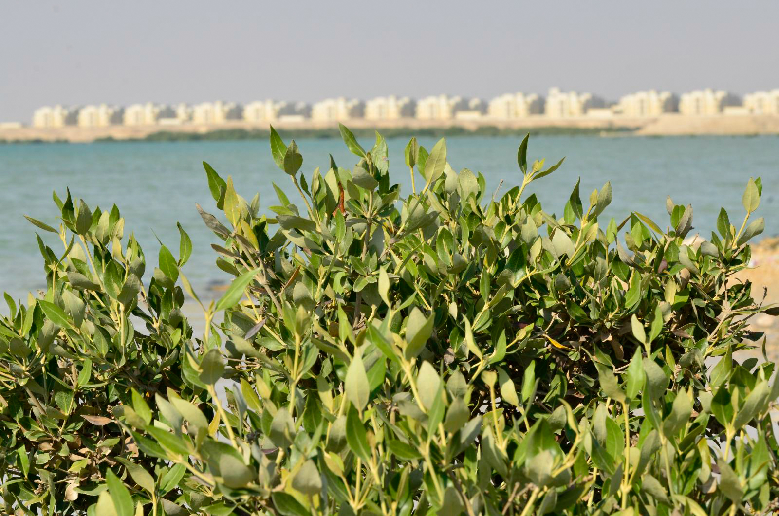 thumbnail of  How and why to merge ecosystem-based adaption and risk finance?