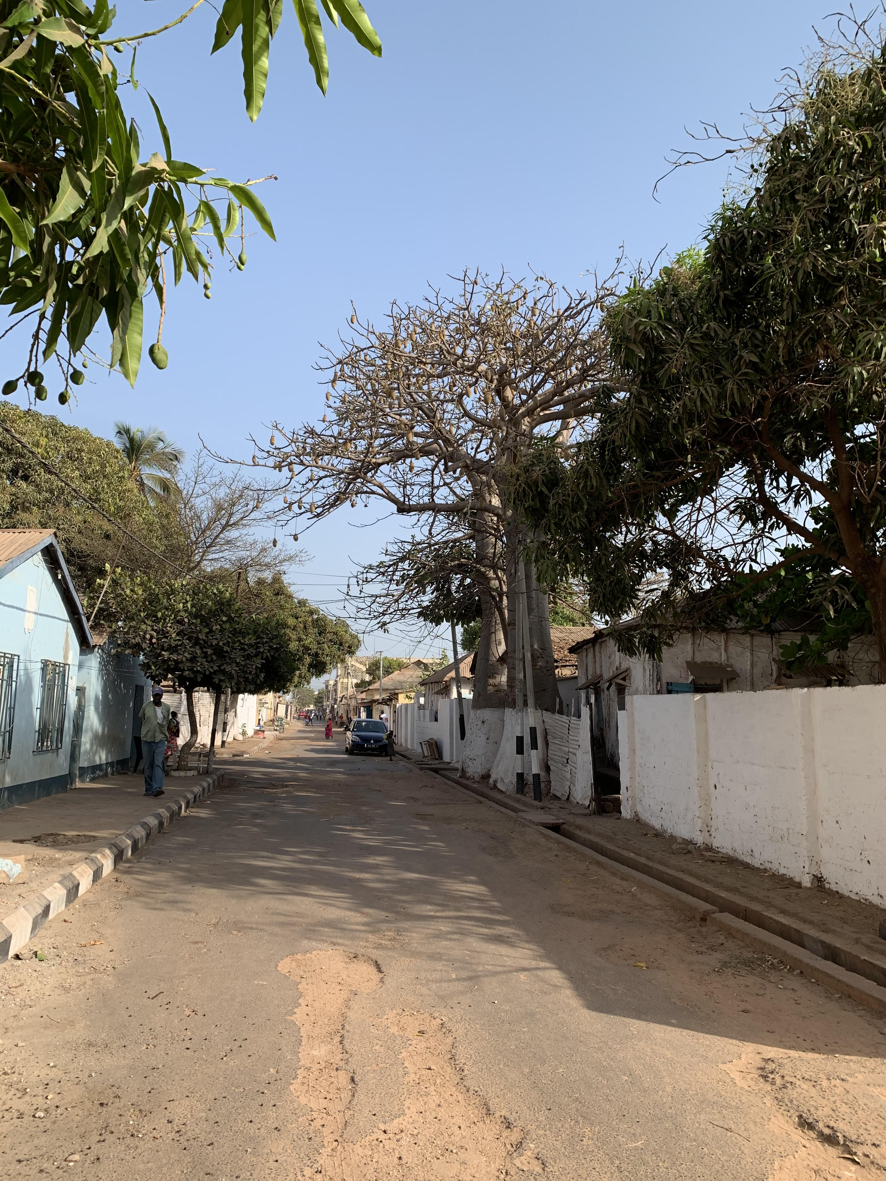 thumbnail of  Meeting in The Gambia delivers Banjul Tree Cover Resolution: ‘Every day that we delay comes at a cost’