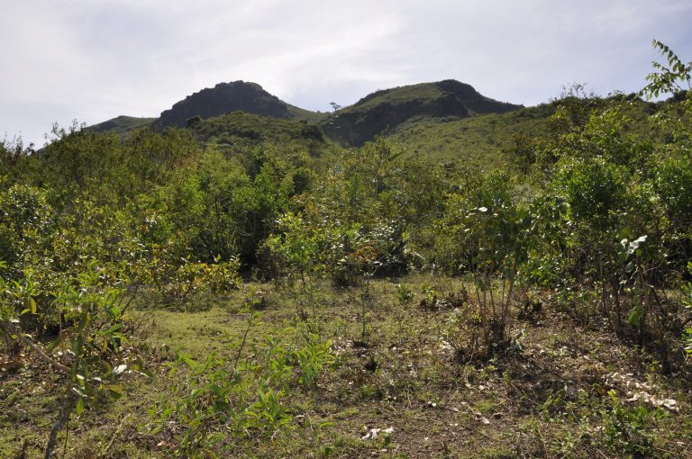 thumbnail of  Kenya challenged to meet regreening target