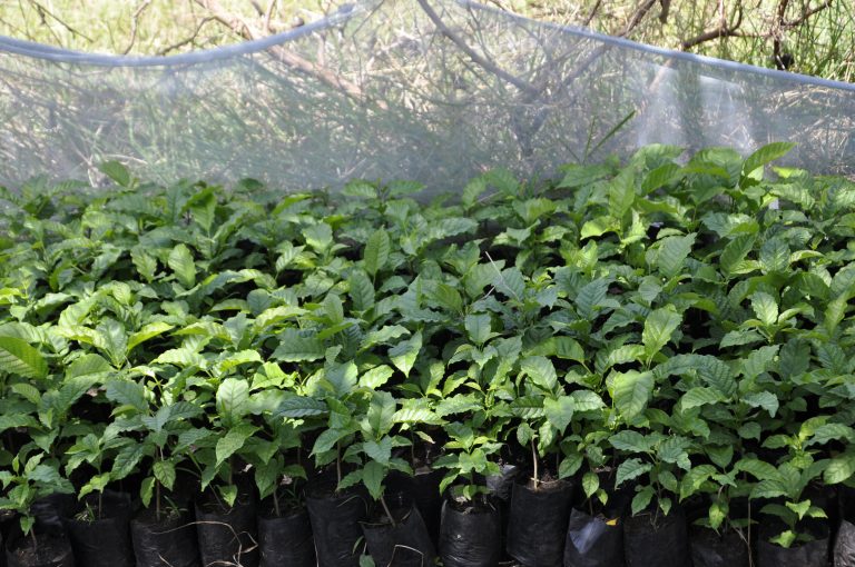 thumbnail of  Kenyan value chains are crucial for regreening efforts