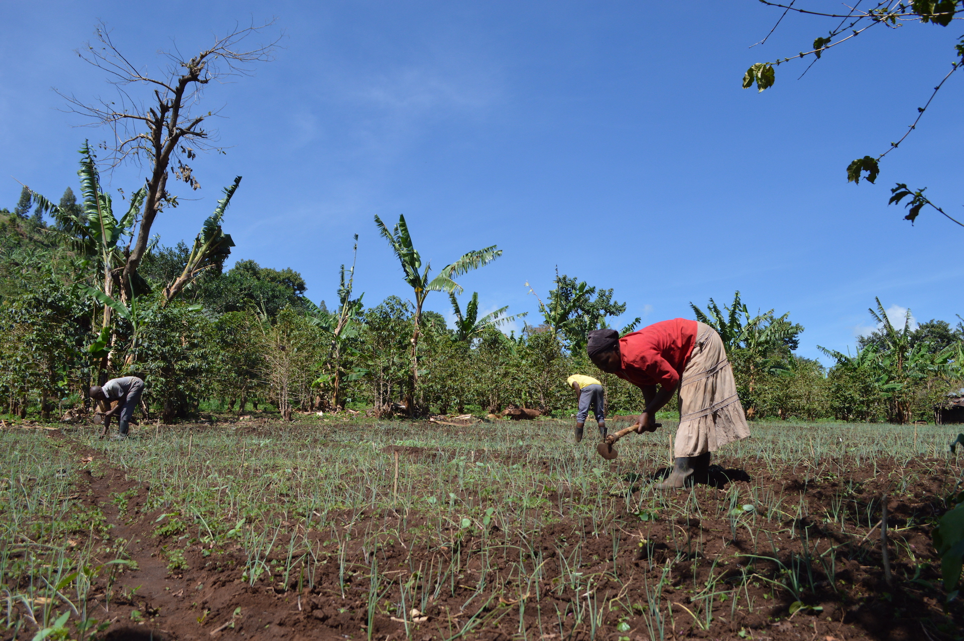 thumbnail of  Gambling and scrambling: betting on trees for biodiversity