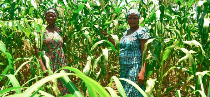 thumbnail of  Building resilience through innovations in northern Cameroon