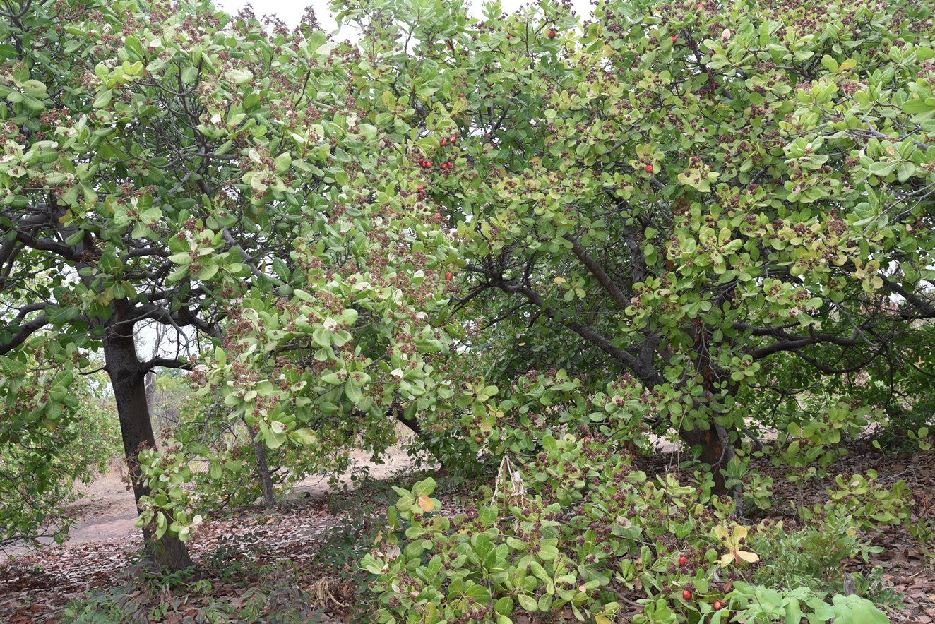 thumbnail of  Building resilient socio-ecological cashew landscapes in Côte d’Ivoire