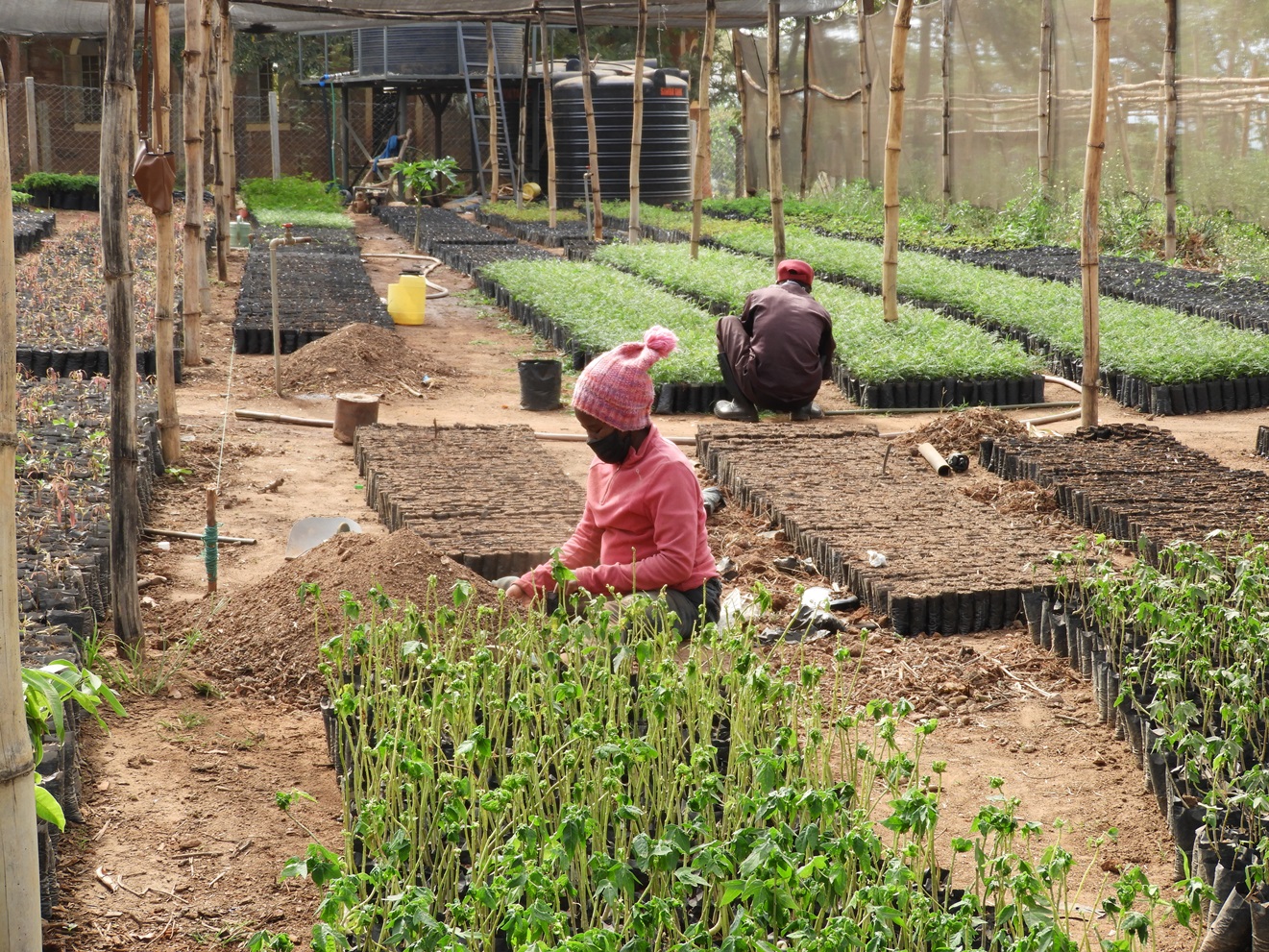 thumbnail of  Transforming tree nurseries into gender-inclusive enterprises in Central and Eastern Kenya