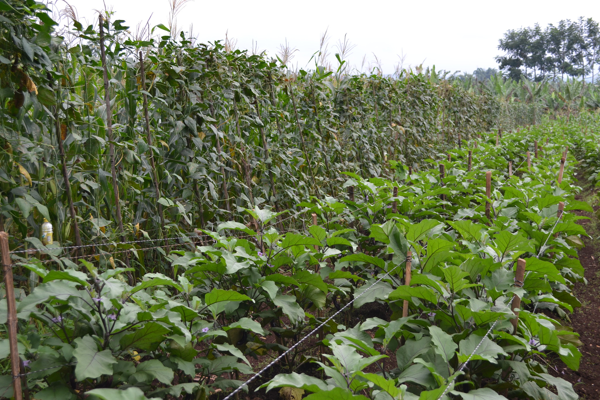 thumbnail of  BiodiversityR: modelling vegetable distribution in Africa