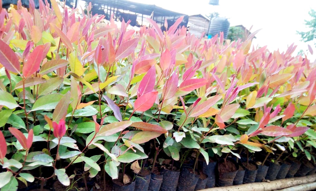 thumbnail of  FEATURE INTERVIEW: Nature-based solutions for restoration of Uganda’s degraded land