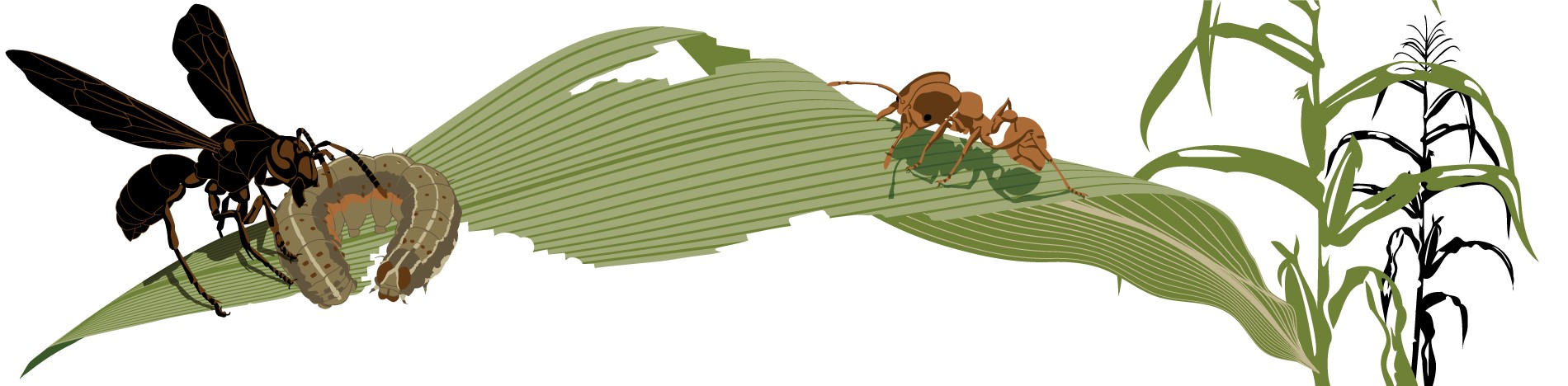 thumbnail of  Researchers recommend integrated pest management for fall armyworm