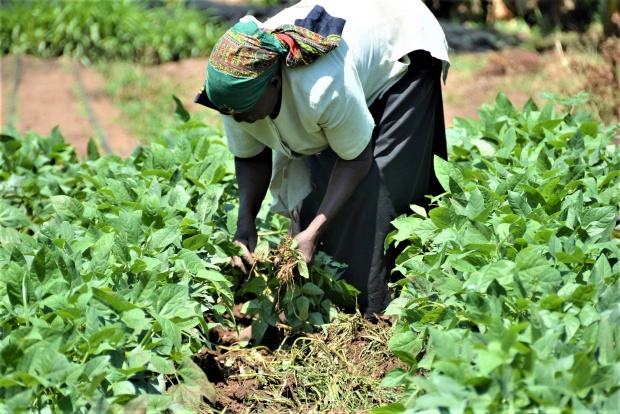 thumbnail of  Enhancing capacity for resilient agriculture planning and programming in Kenya