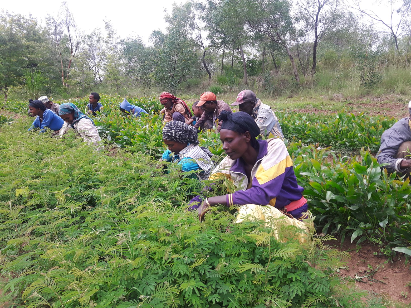 thumbnail of  Prioritising agroforestry in the policy agenda: six recommendations for increasing scale