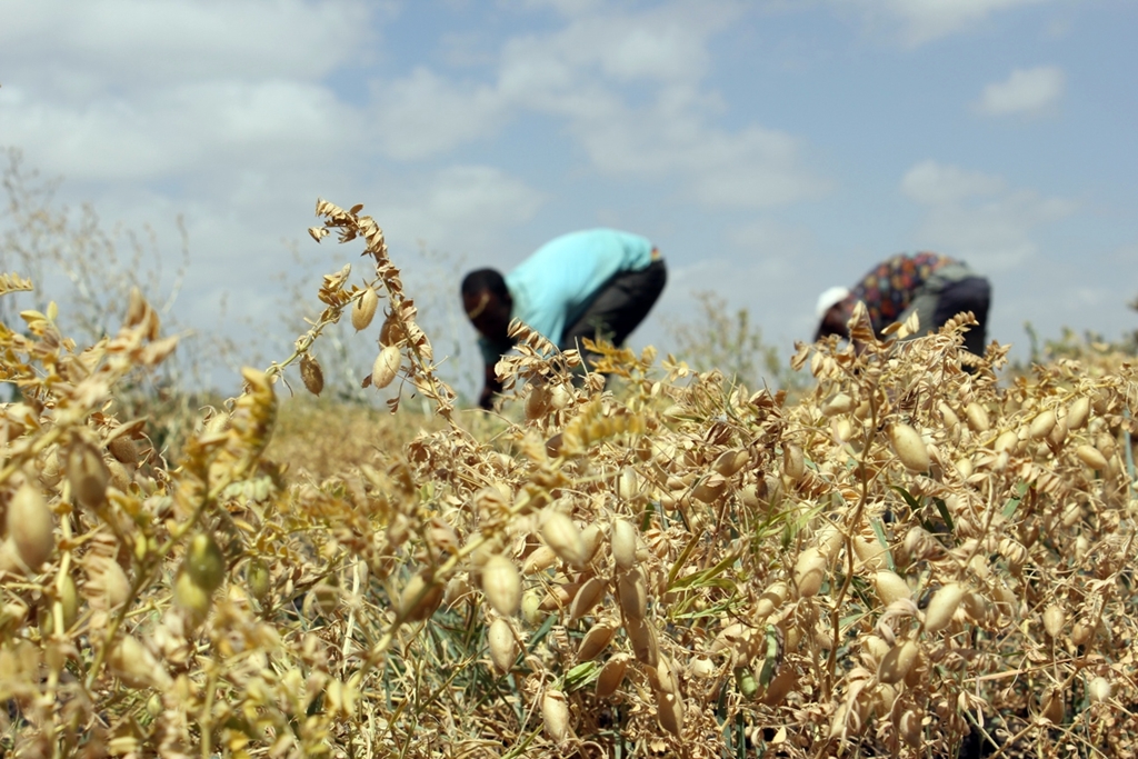 thumbnail of  How small-scale farmers jumped commercialisation hurdles in Ethiopia