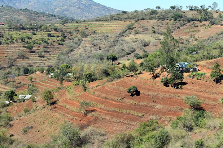 thumbnail of  CIFOR-ICRAF partners with the Society for Ecological Restoration to transform landscapes