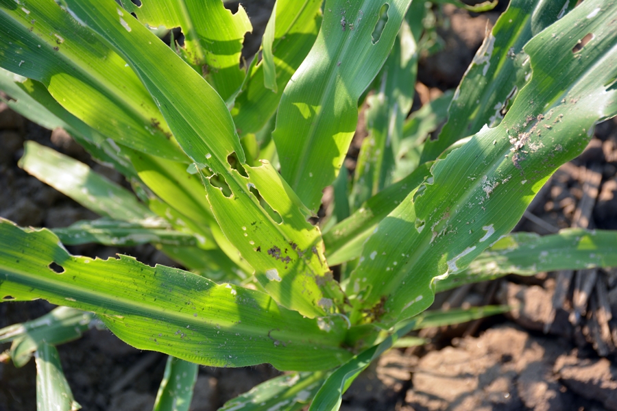 thumbnail of  Integrated pest management of fall armyworm in Malawi and Zambia