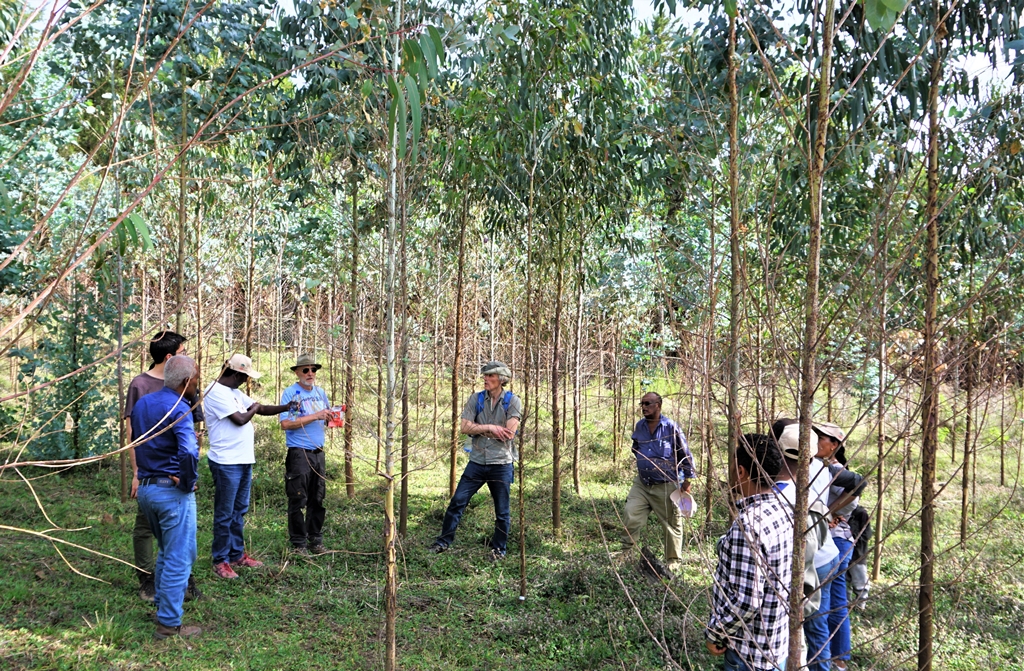 thumbnail of  Training to achieve optimal management of breeding seed orchards