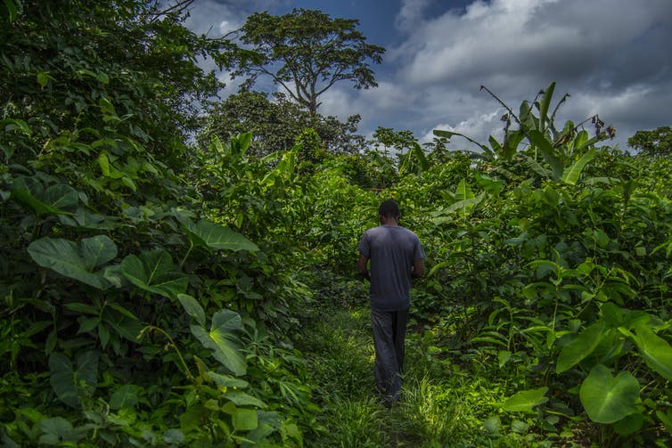 thumbnail of  What Cameroon can teach others about managing community forests