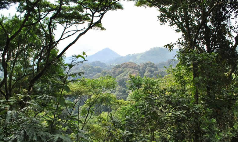 thumbnail of  Solutions for saving the world’s forests and restoring landscapes