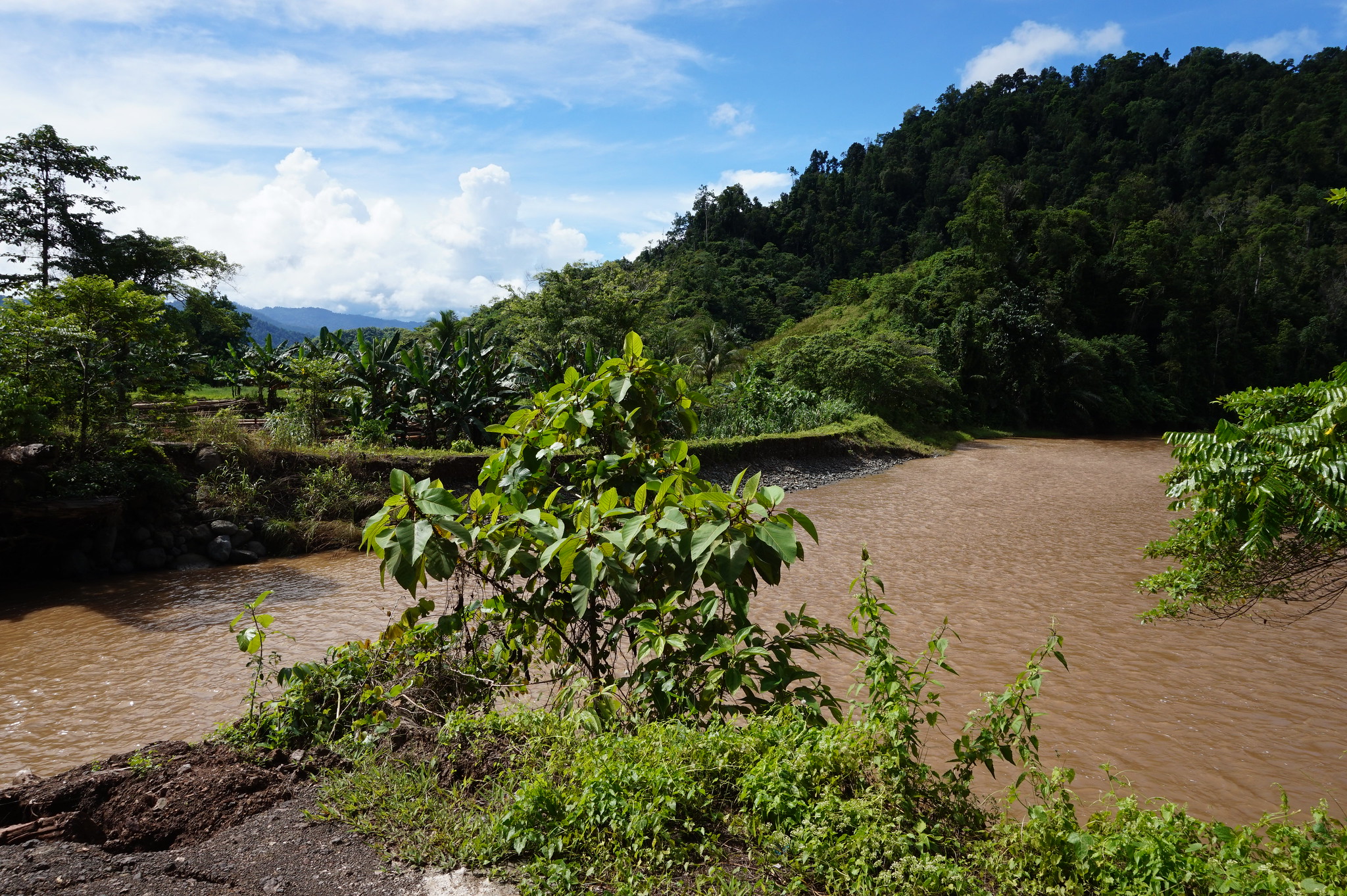 thumbnail of  Experts say trees give maximum value from rainwater