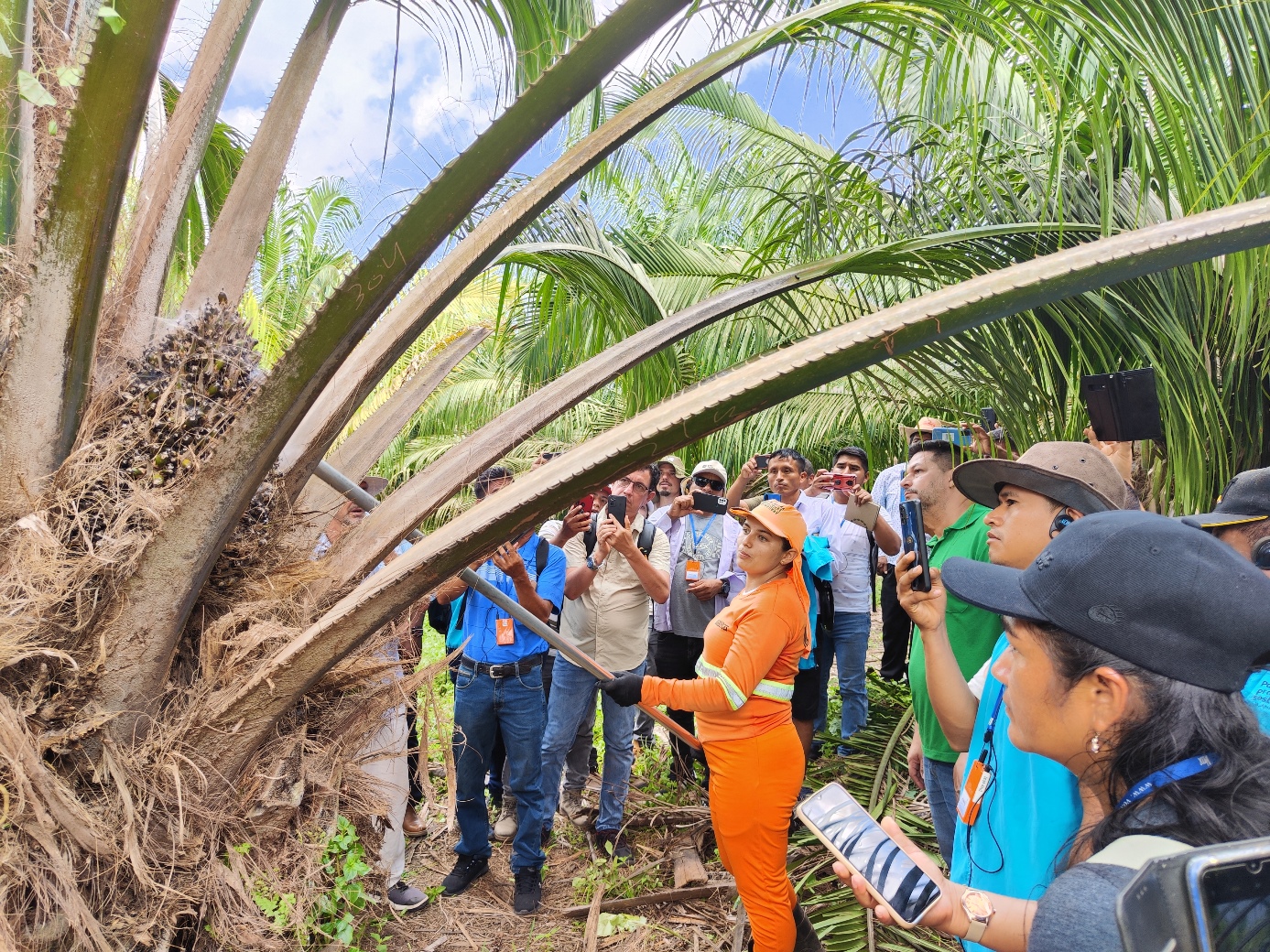 thumbnail of  Peruvian smallholders learn agroforestry practices in Brazil