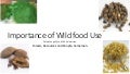 thumbnail of  Importance of Wild food Use