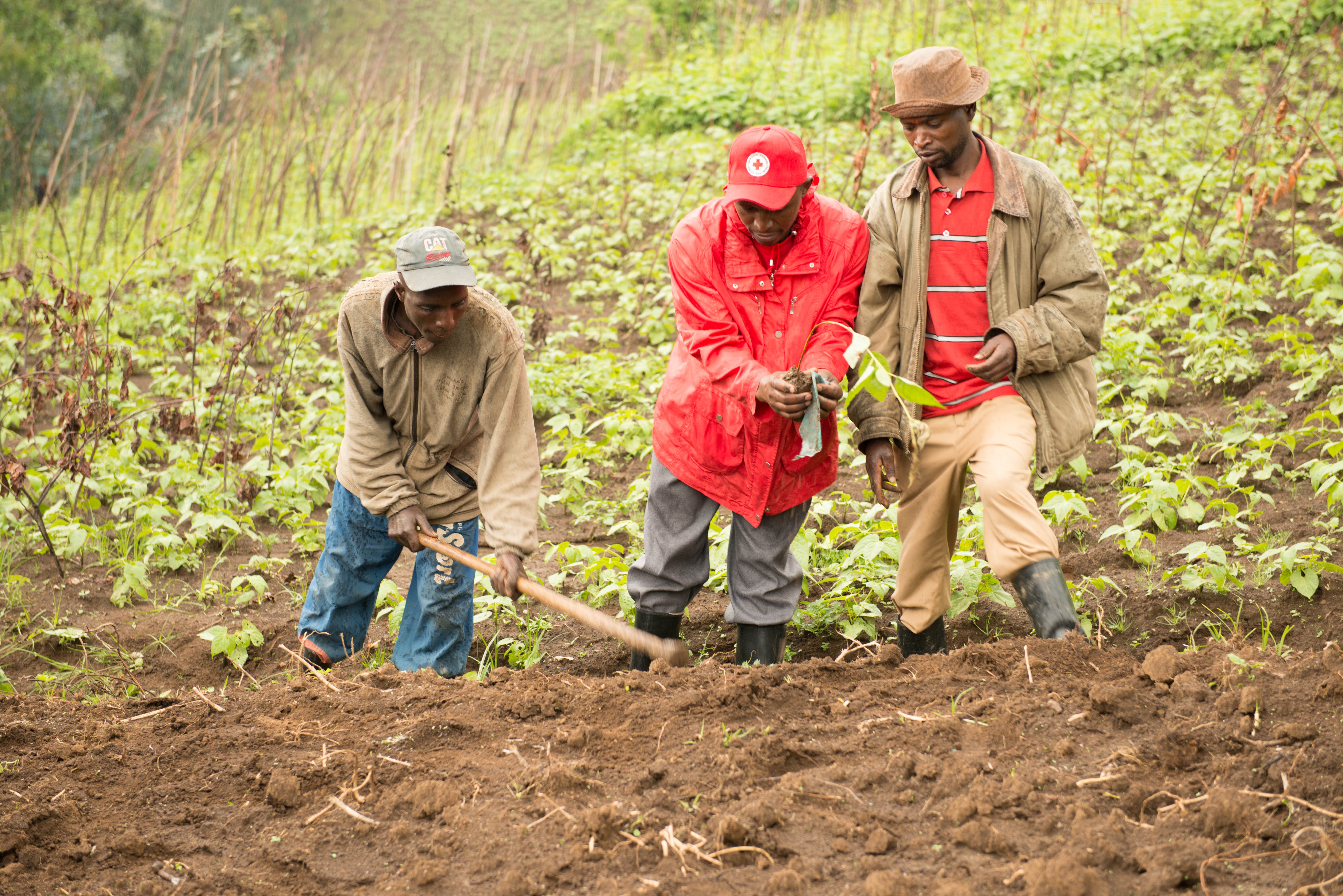 thumbnail of  More stakes, more climbing beans, less malnutrition: Rwanda finds a solution in agroforestry