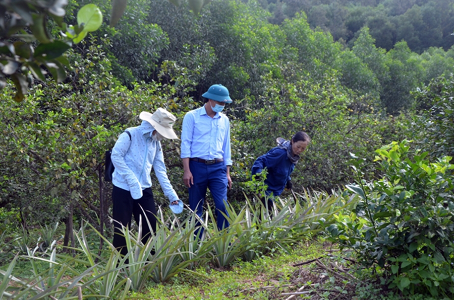 thumbnail of  Better policy for Viet Nam’s homegardens will help meet the Sustainable Development Goals