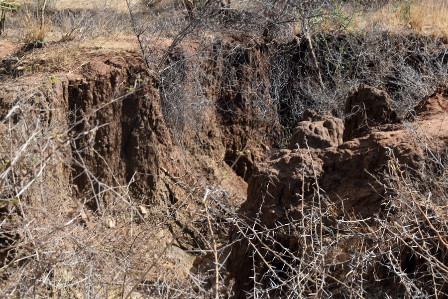 thumbnail of  Transformation of the world’s food systems must be grounded in healthy soil