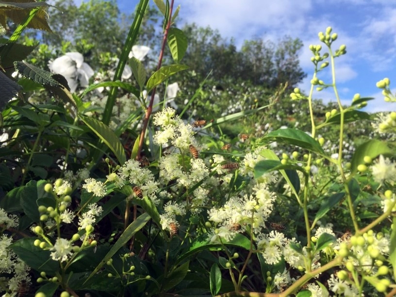 thumbnail of  Ecosystem-based adaptation in Viet Nam reaps multiple benefits