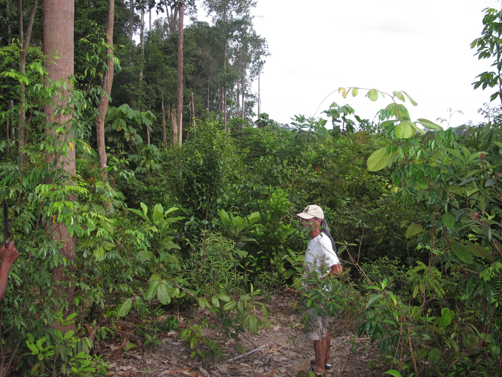 thumbnail of  Can restoration concessions help save tropical forests?