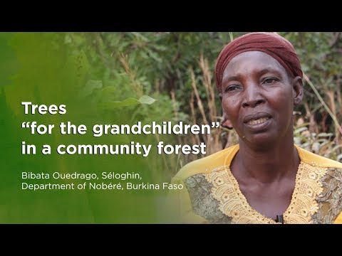 thumbnail of  Trees “for the grandchildren” in a community forest Bibata Ouedrago, Séloghin, Burkina Faso