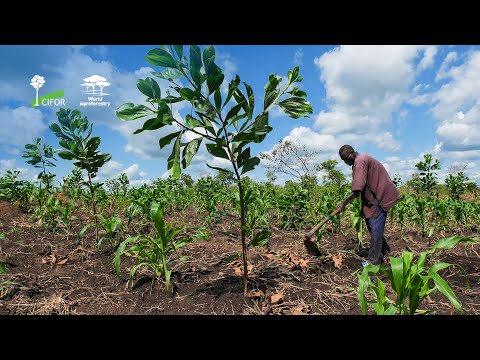 thumbnail of  Guidance for a Landscape Approach in Displacement Setting: Experiences from the landscape of Garamba