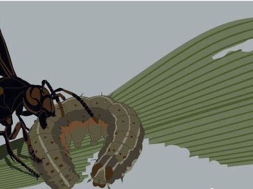 thumbnail of  To fight fall armyworm, scientists affirm proposed approach